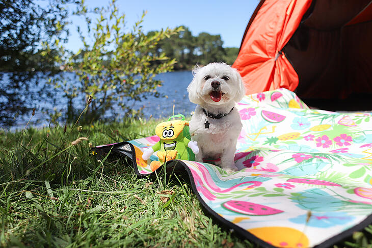 Pet-friendly camping welcome