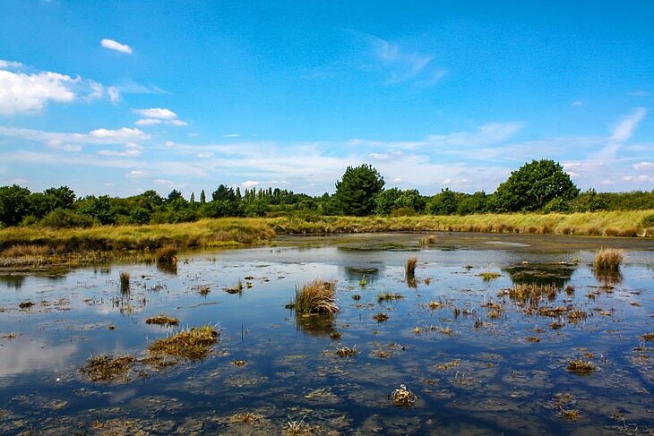 Séné Marshland Scenery, in the heart of the Gulf of Morbihan bird reserve – a must-see for a nature walk near Arradon.