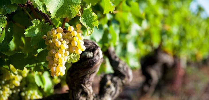Golden grape cluster in a Brissac Loire Aubance vineyard, a destination where nature meets heritage in Anjou