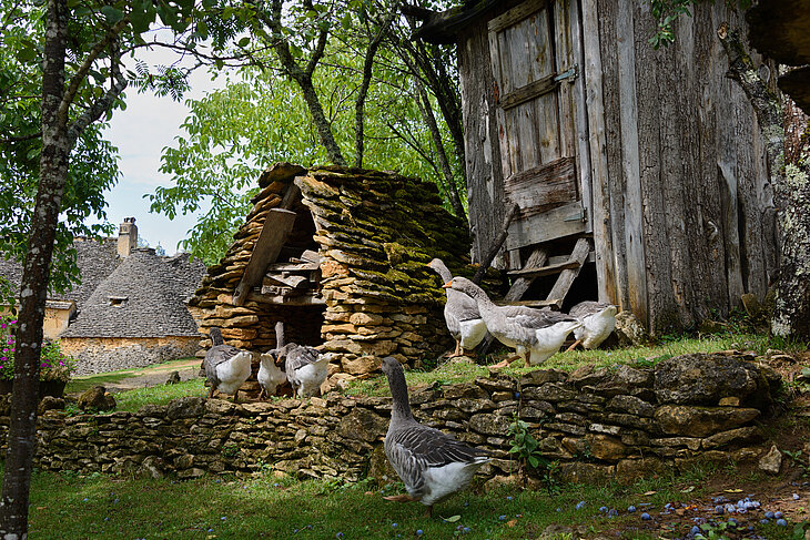 Geese on a traditional farm in the Dordogne with stone shelters, a fun and authentic activity to enjoy with the family.
