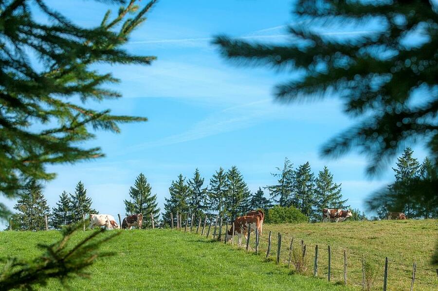 Green field with cows grazing peacefully in the countryside near a campsite