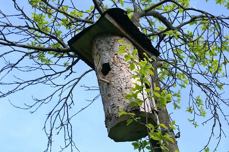 Wooden birdhouse installed in a tree during a children’s nature workshop, a unique family activity to do around Mesnois.