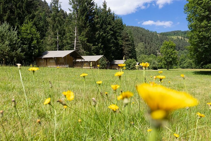 Lodge tents by the forest with yellow wildflowers in front, ideal for spring camping surrounded by nature.