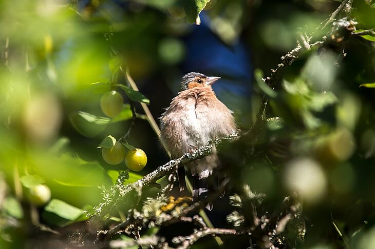 Birdwatching