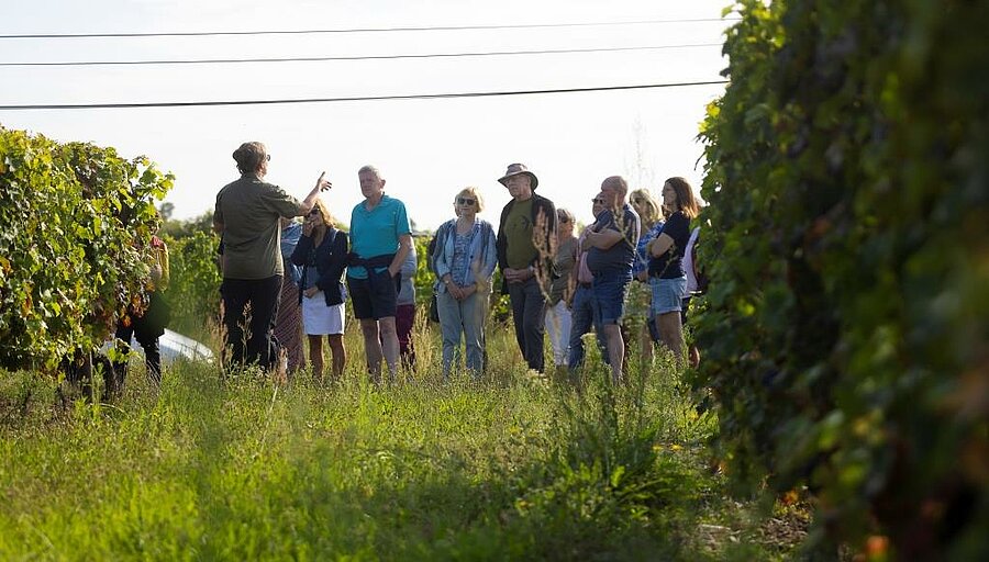 Group of friends on a guided vineyard tour near a campsite, showing a large-capacity rental ideal for friendly and relaxing holidays.