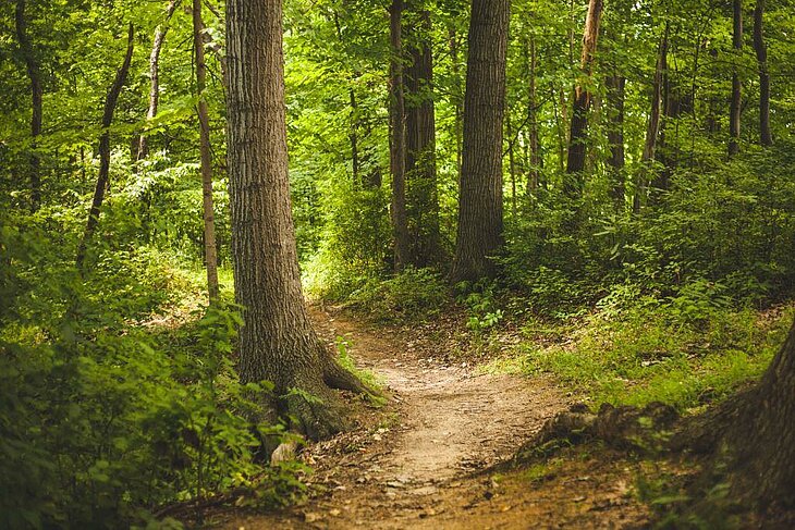 Shaded trail in the Bois de Breuil, a nature walk from Fiquefleur-Équainville