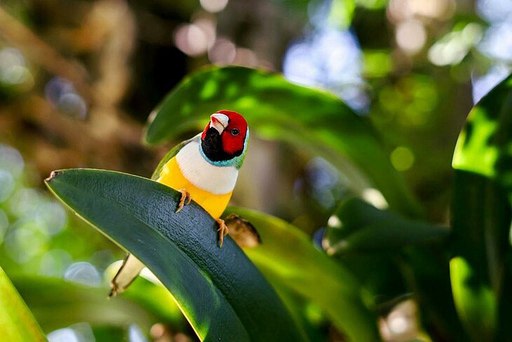 Colourful Gouldian finch at the Naturospace, a fun family outing near Fiquefleur-Équainville
