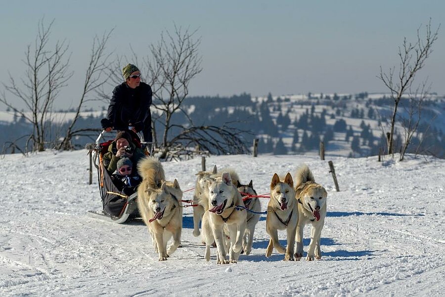 Dog sledding on snowy trails, nature activity at a ski resort campsite in the Sancy mountains in winter.