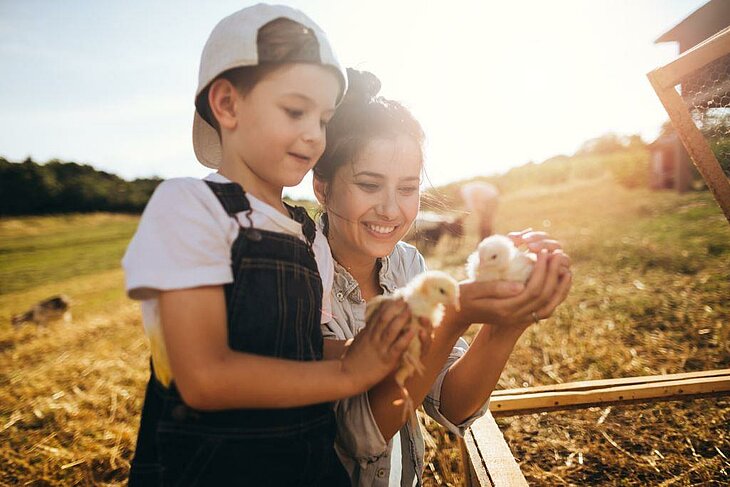 Farm Visit During Family Holidays Child and parent watch chicks at an educational farm, sharing a special moment in the countryside.