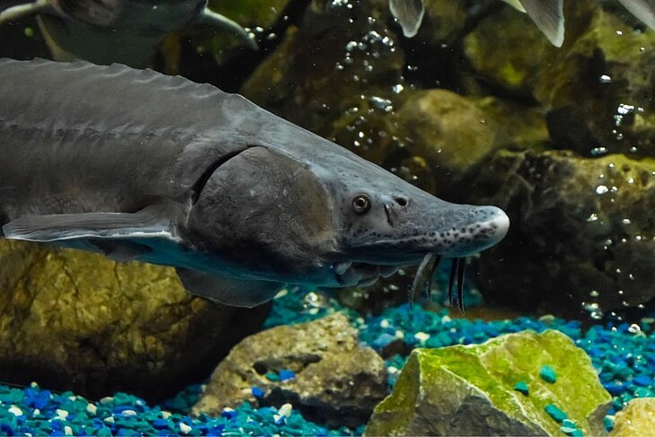 Aquarium du Périgord Noir Sturgeon swimming in a tank at the Aquarium du Périgord Noir in Le Bugue, Dordogne.