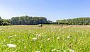 breathtaking view of a field in flower with straw bales