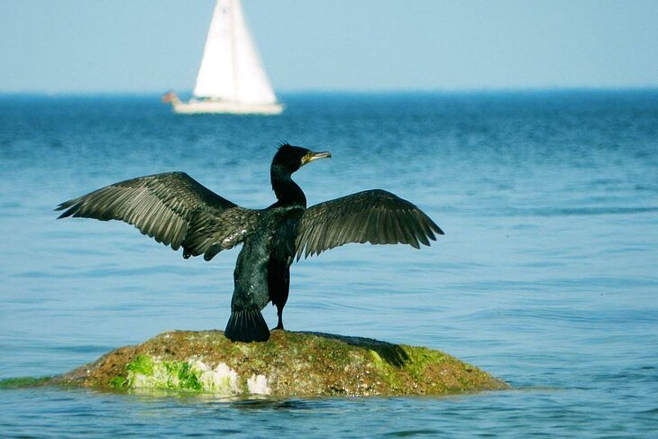 Cormorant with wings outstretched on a rock in Telgruc-sur-Mer, a perfect spot for observing marine wildlife.