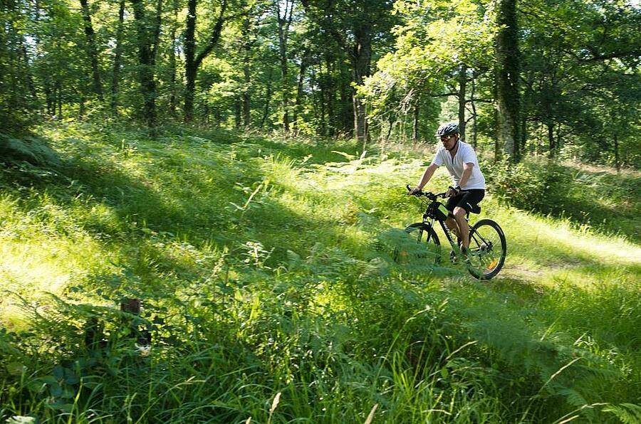 A cyclist exploring a green forest on his mountain bike, a moment of escape in nature.