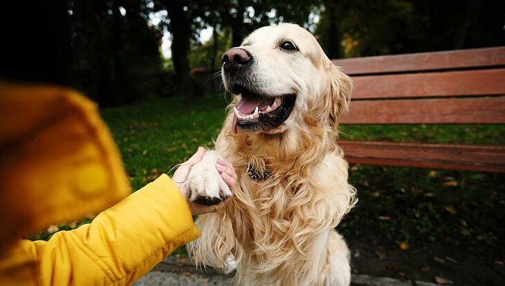 Enjoy an autumn campsite break with your dog Dog giving its paw to a person during a campsite stay.