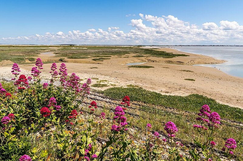 Pointe du Hourdel: a natural gem in the Bay of Somme