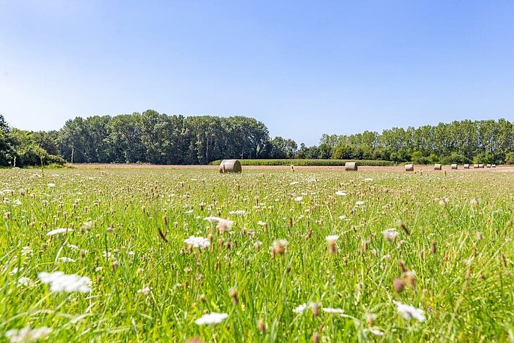 A wildflower meadow and peaceful countryside landscape, ideal for affordable family holidays surrounded by nature.