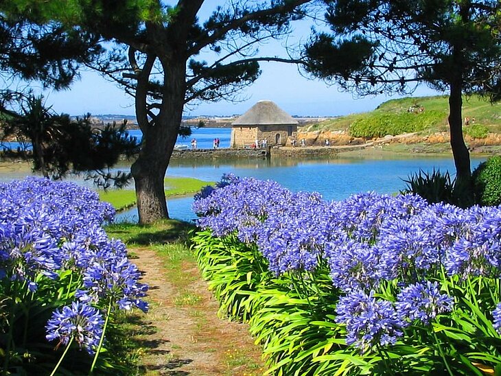 Bréhat Island Flowered path leading to an old mill on Bréhat Island, a natural gem to explore near Lanloup, between sea and heritage.