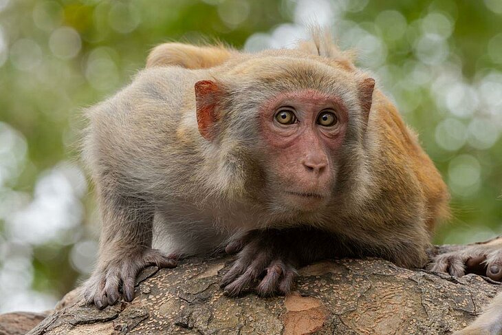 Monkey in the Monkey Forest near the Dordogne, a wildlife park in a natural setting ideal for a family day out.