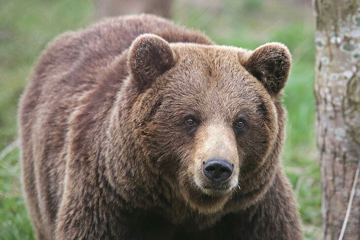 Brown bear at the Pyrenees Animal Park, a family-friendly activity near Sazos, perfect for experiencing local wildlife in a natural setting.