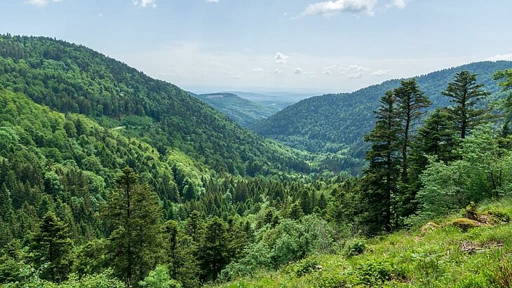 Panoramic view from the Ballon des Vosges, an iconic stop to admire the lush landscapes of the Vosges Mountains.