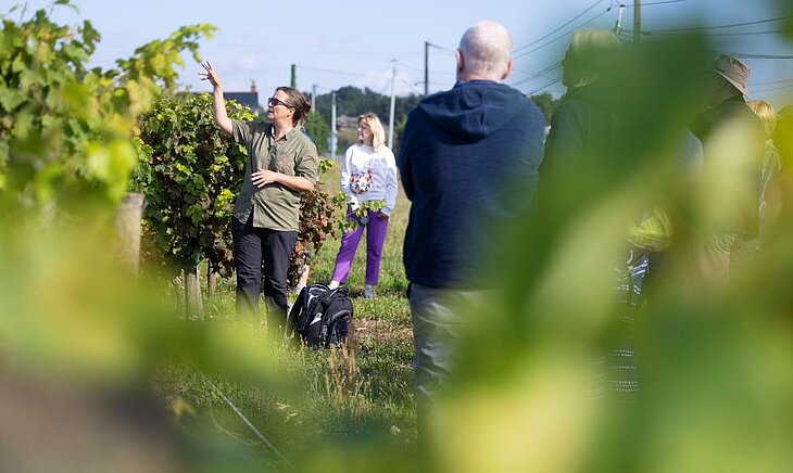 Guide explaining vines to visitors during a vineyard tour near a nature campsite, authentic outdoor local experience.