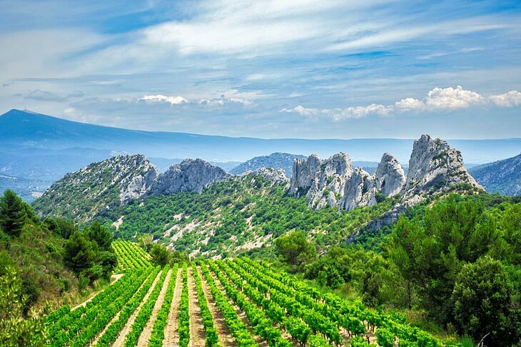 View of the Dentelles de Montmirail and their limestone cliffs, with rows of vines in the foreground.