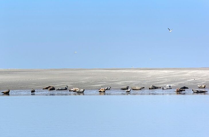 Group of seals resting on a sandbank at Pointe du Hourdel, in the Baie de Somme, under a clear blue sky.