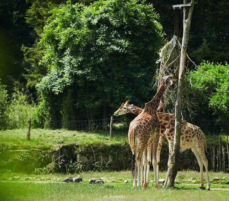Giraffes at Parc Animalier de Branféré, a must-do family outing near Rochefort-en-Terre during your visit.