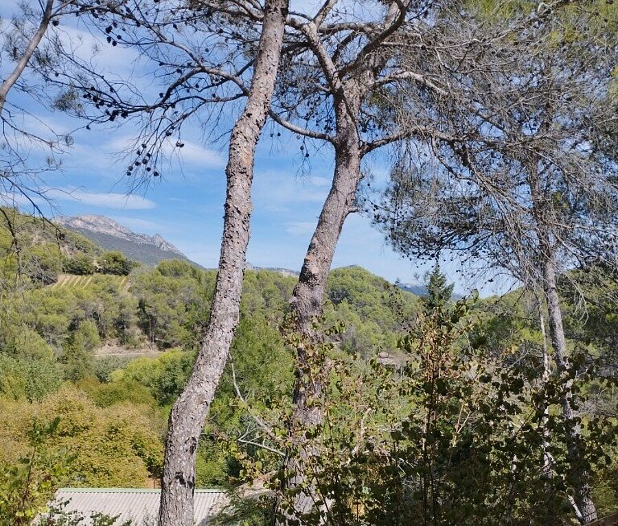 Pine trees and wooded hills in the Baronnies Provençales, seen from Domaine de l’Écluse campsite in Drôme.