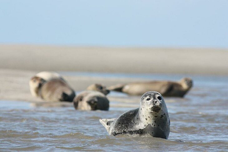 Seals resting on a beach in the Baie de Somme, a symbol of nature-based tourism in Hauts-de-France
