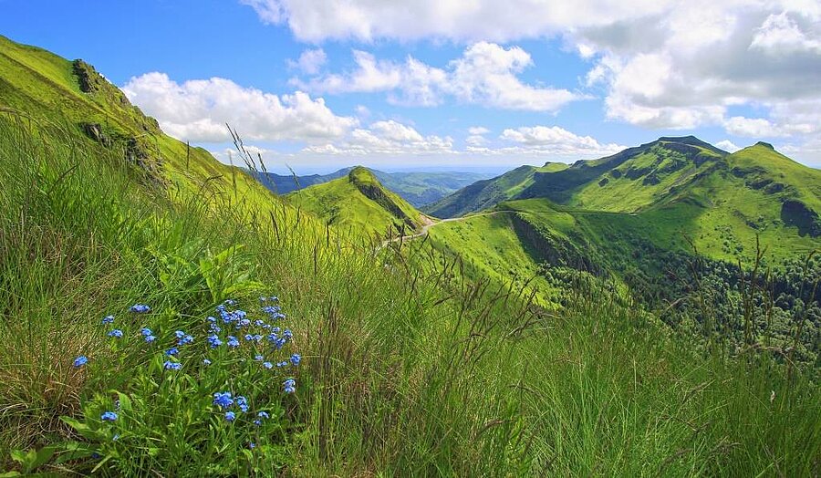 View of the green mountains of the Massif Central with wildflowers in the foreground, perfect for a nature camping trip.