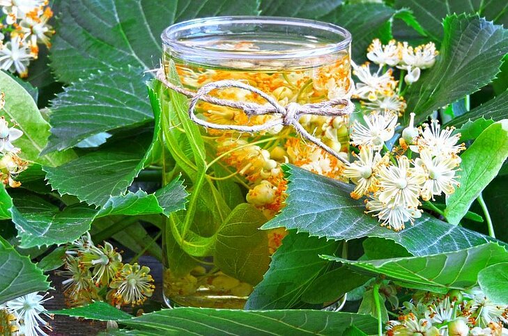 Linden flower infusion harvested in Buis-les-Baronnies, inspired by the traditional linden festival held every summer in the Baronnies
