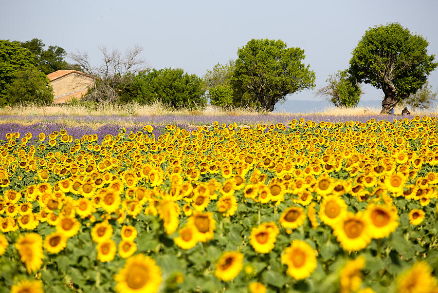 [Translate to Anglais:] 