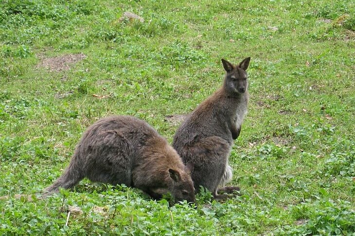 Wallabies in the Quinquis wildlife park in Clohars-Carnoët, an ideal family activity to discover wildlife in South Finistère.
