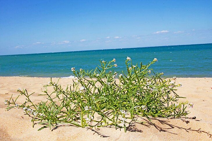 Sandy beach facing the Atlantic Ocean on Île d’Oléron, perfect for nature walks.