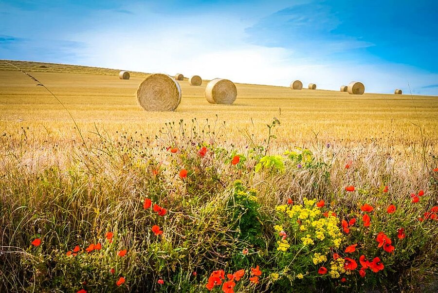 Wheat field with hay bales and red poppies, evoking peaceful countryside camping surrounded by nature.