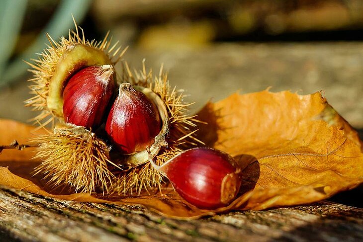 Chestnuts in their husks on an autumn leaf, a symbol of local heritage to explore around Joannas.