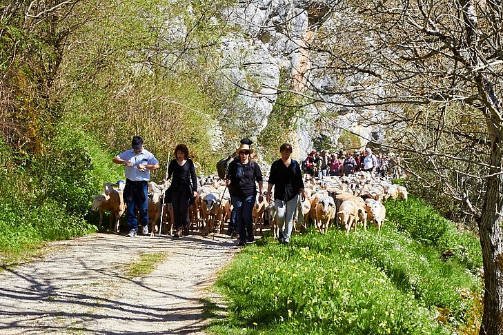 Transhumance walk in the Lot, a traditional festival to experience around Thégra and discover local customs and authentic tourism.