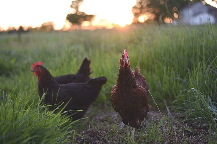Meeting the Noirans chickens at the Ferme des Cocottes, an educational and fun activity in Fiquefleur-Équainville