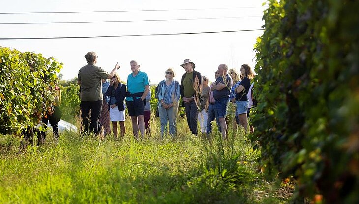 Group of visitors hiking through the vineyards of Brissac Loire Aubance, exploring the local terroir and the region’s natural scenery