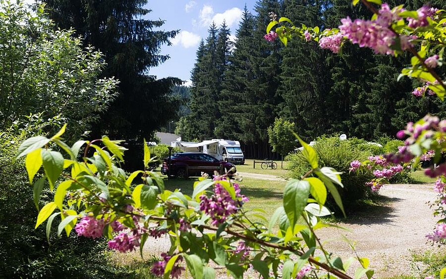 A camping pitch in the heart of nature during the May bank holiday with Sites et Paysages, surrounded by greenery, spring flowers, and fresh air.