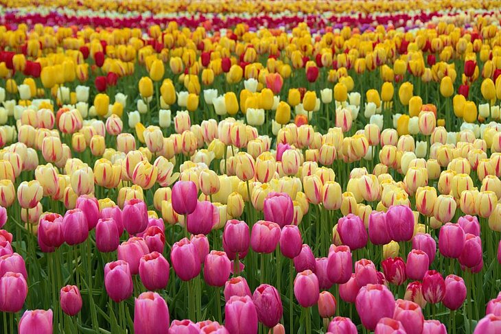 Tulip field in bloom in spring in Plomeur, a must-see for nature lovers during a stay in Plomeur