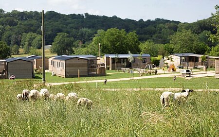 Eco-grazing with sheep on a nature-based campsite, a concrete example of best practice featured in the Sustainable Campsite Logbook by Sites et Paysages.